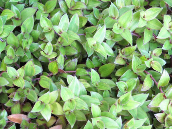 Groene Bladeren Tuin — Stockfoto