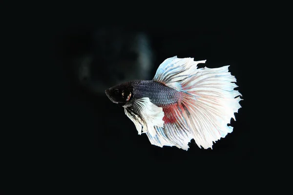 Beautiful Goldfish Black Background — Stock Photo, Image