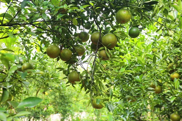 Green Fruits Trees Garden — стоковое фото