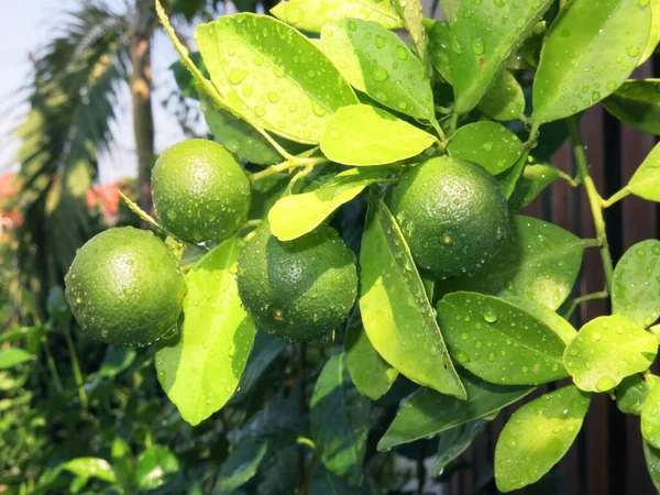緑のレモンと木の葉 — ストック写真