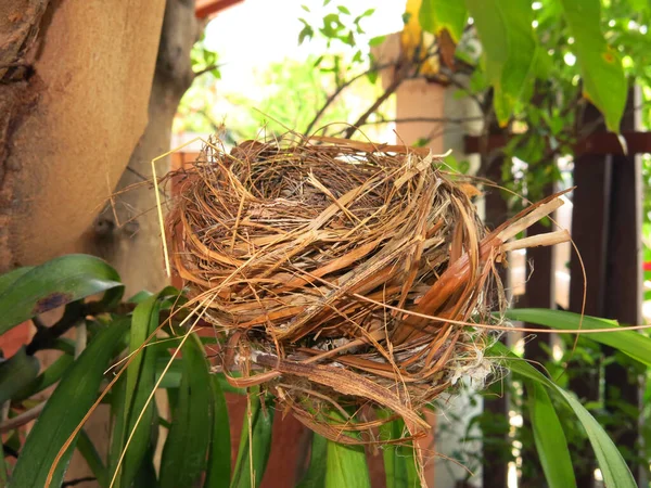 Close View Empty Bird Nest — Photo