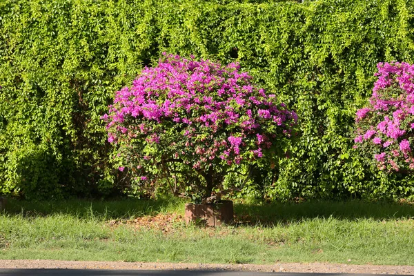 Vackra Rosa Blommor Trädgården — Stockfoto