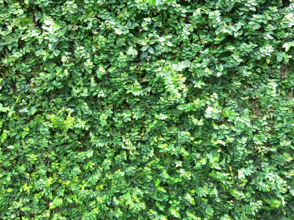 Grüne Blätter Hintergrund Ansicht Von Oben — Stockfoto