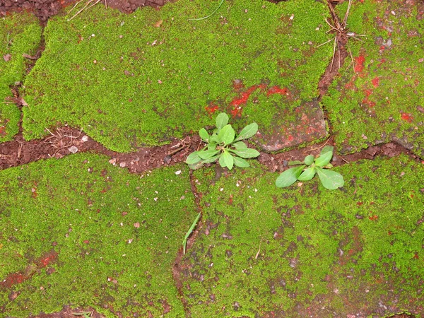 çatlaklı ve yosunlu taş duvar dokusu 