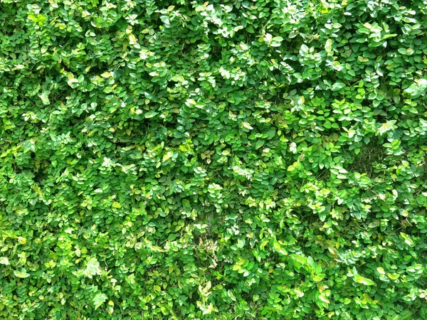 Πράσινα Φύλλα Φόντο Πάνω Όψη — Φωτογραφία Αρχείου