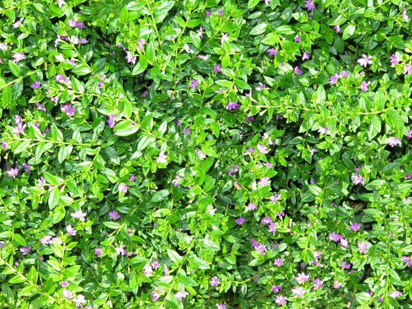 Όμορφη Πράσινο Φύλλα Φόντο — Φωτογραφία Αρχείου