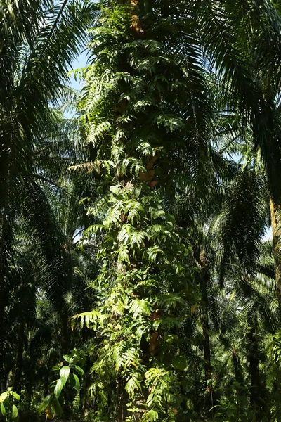 natural view of beautiful green tropical forest