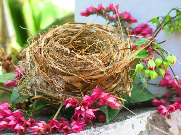 Close View Empty Bird Nest — Stockfoto