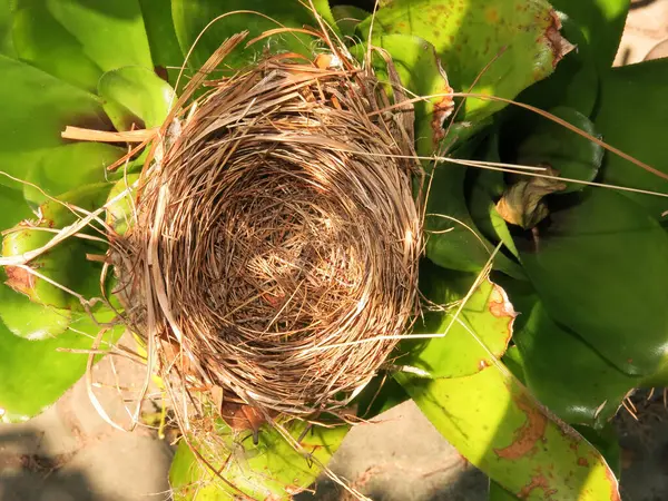 Nahaufnahme Eines Nestes Auf Einem Baum — Stockfoto