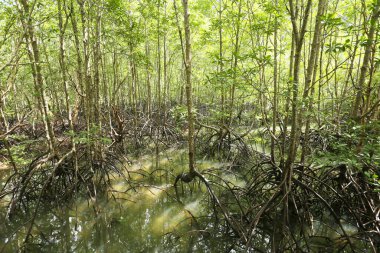 Güzel yeşil tropikal ormanın doğal manzarası
