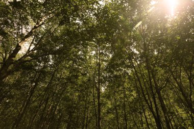 Güzel yeşil tropikal ormanın doğal manzarası