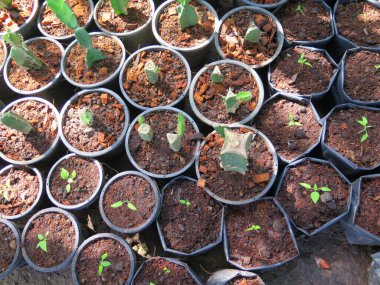 Güzel botanik fotoğrafı, doğal duvar kağıdı. yeşil sulu tencereler 