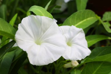 Güzel botanik fotoğrafı, doğal duvar kağıdı.
