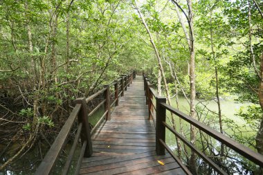 Ormanda ahşap köprü