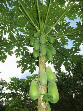 Dallardaki taze tropikal meyvelerin yakın plan görüntüsü