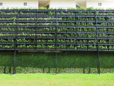 Bahçedeki raflarda yetişen yeşil bitkiler.