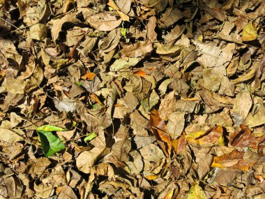 Yerdeki kuru yapraklar