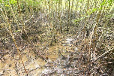 Güzel yeşil tropikal ormanın doğal manzarası