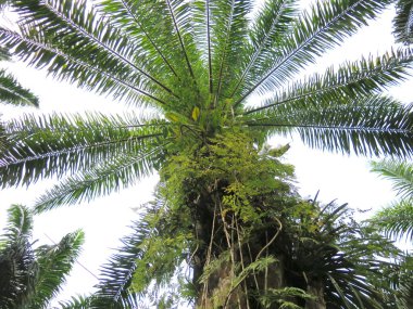 Gökyüzünün arka planında yeşil palmiye ağacı 