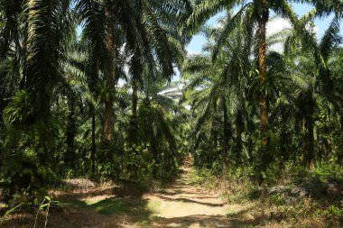 Güzel yeşil tropikal ormanın doğal manzarası