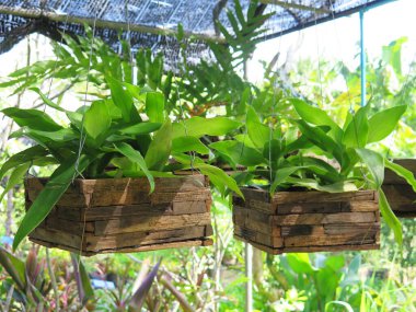 Güzel botanik fotoğrafı, doğal duvar kağıdı. yeşil sulu tencereler 