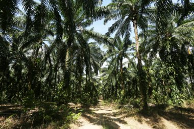 Güzel yeşil tropikal ormanın doğal manzarası