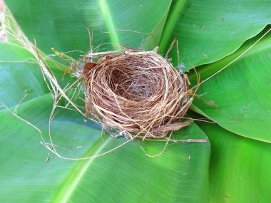 Boş kuş yuvasının yakın plan görüntüsü 