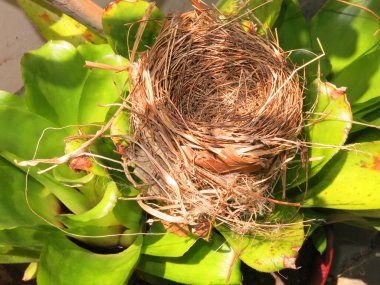 bir ağacın yuvası ve yeşil yaprakları