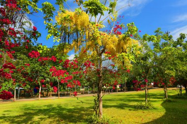 Parkın güzel manzarası