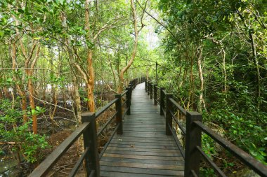 Ormanda ahşap köprü