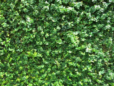 Duvarda yeşil yapraklar