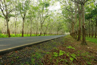 Parkta yol kırsalda