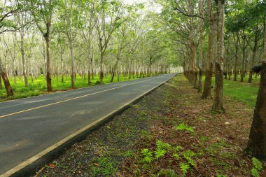 Parkta yol kırsalda