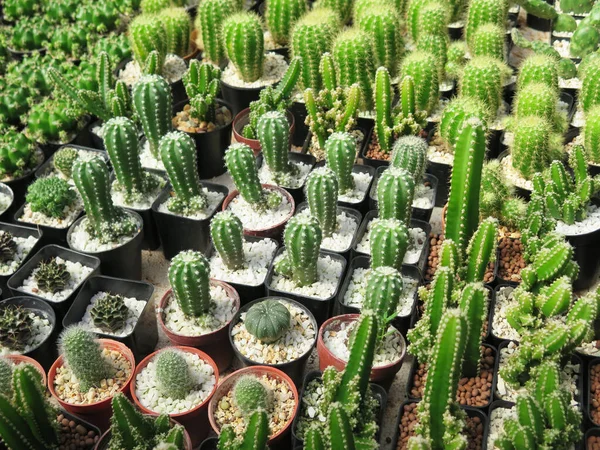 beautiful botanical shot, natural wallpaper. green succulents in pots 