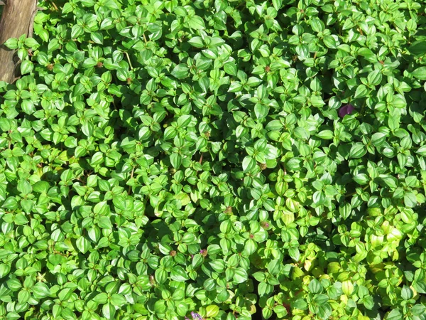 Groene Bladeren Achtergrond Bovenaanzicht — Stockfoto