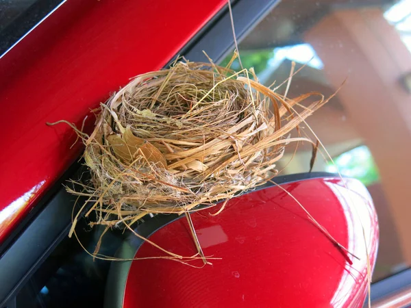 Close View Empty Bird Nest — 图库照片