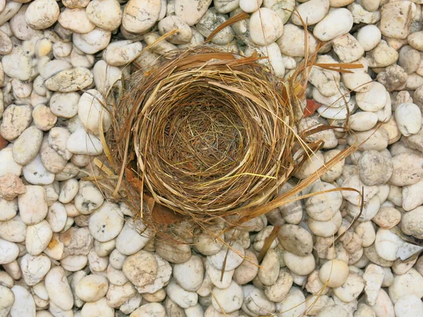 Close View Empty Bird Nest — Zdjęcie stockowe