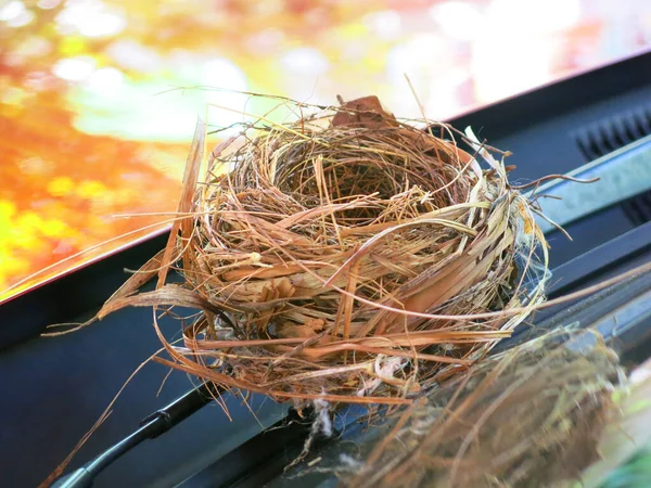 Close View Empty Bird Nest — 图库照片