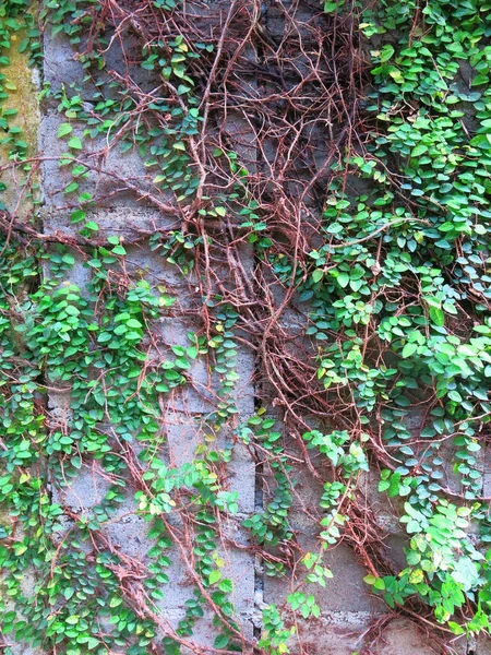 Grünes Moos Auf Dem Baum — Stockfoto