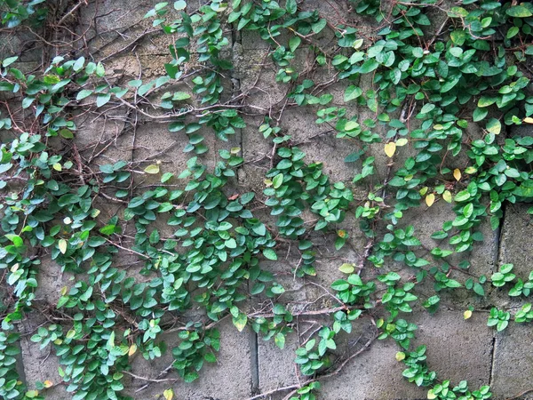 Zielony Bluszcz Liście Ogrodzie — Zdjęcie stockowe