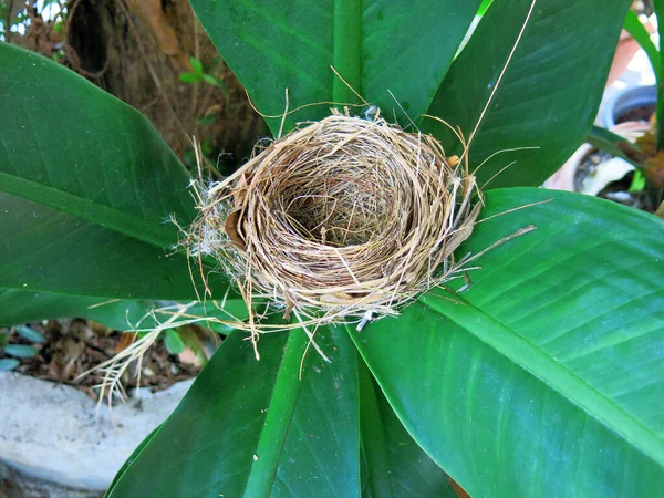 Nahaufnahme Eines Leeren Vogelnestes — Stockfoto