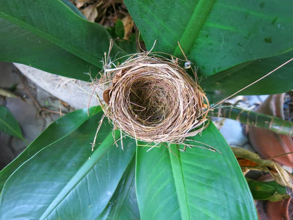 Close View Empty Bird Nest — 图库照片