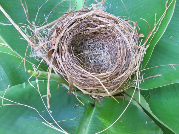 Close View Empty Bird Nest — Foto Stock