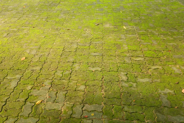 Textura Hierba Verde Fondo —  Fotos de Stock