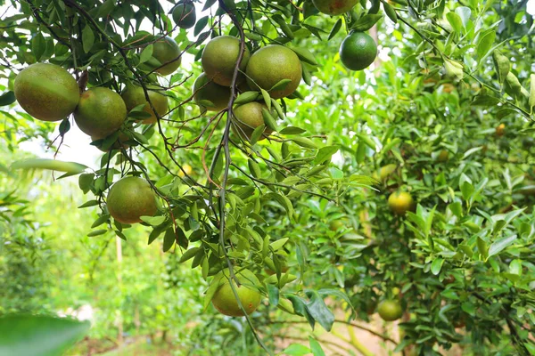 Green Fruits Trees Garden — стоковое фото