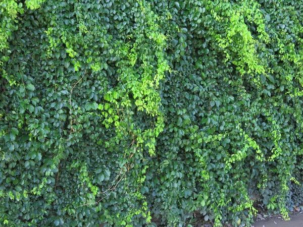 Groene Klimop Bladeren Aan Muur — Stockfoto