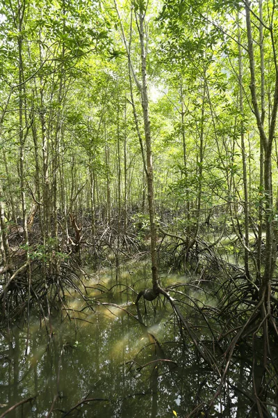 Natuurlijk Uitzicht Prachtig Groen Tropisch Bos — Stockfoto