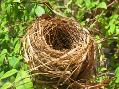 Boş kuş yuvasının yakın plan görüntüsü 