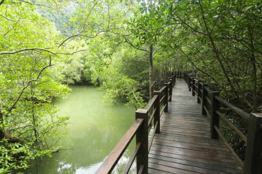 Ormanda ahşap köprü