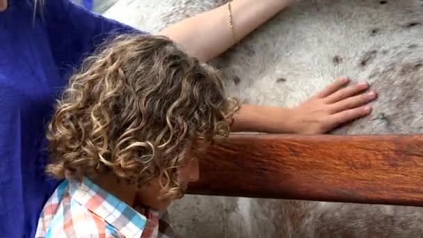 Young Boy Petting Horse — Stock Video